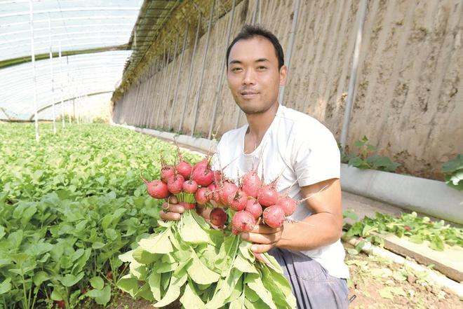 蔬菜種植戶忙得不亦樂乎。攝影：鄧建青