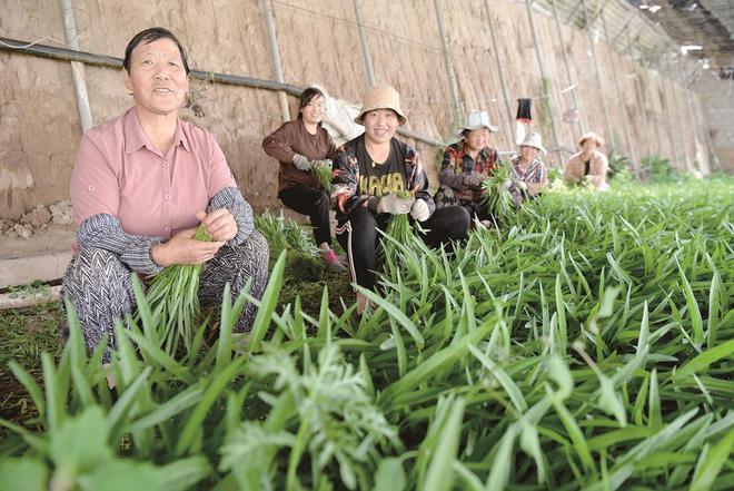 7月5日，在青?；萏镛r業(yè)種植基地內，農戶收割蔬菜。攝影：鄧建青